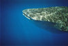 Saint Helena: Whale shark - side view - Rhincodon typus - underwater - photo by Christophe Breschi