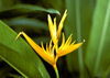 St Lucia: Heliconia flower - inflorescence - Diamond Botanical Gardens - photo by A.Walkinshaw