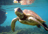 Samoa - Saleaula, Sava'i:: juvenile Green Turtle - Chelonia mydas - photo by R.Eime