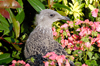 Scotland - Glasgow: the locals in Glasgow call this a flying rat otherwise known as a seagull - hiding inbushes among the gardens of George Square - photo by C.McEachern