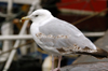 Scotland - Mallaig: seagull in the harbour - even the seabirds were dripping wet on this cold wet day in July - Highlands - photo by C.McEachern