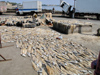 Senegal - Saint Louis: fishermen village - fish drying  - photo by G.Frysinger