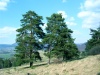 Slovakia - Jastraba: pines - iar nad Hronom District - Bansk Bystrica Region - photo by Milos Bercik