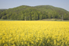 view across rapeseed field to Pohorje mountain range, Maribor, Slovenia - photo by I.Middleton