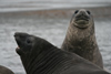 South Georgia Island - Southern Elephant Seal - Mirounga leonina - pair - lphant de mer austral - Antarctic region images by C.Breschi