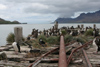 South Georgia Island - Husvik: King Cormorant colony on an abandoned pier - King Shag - Phalacrocorax atricep - Antarctic region images by C.Breschi