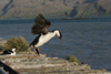 South Georgia Island - Husvik: King Cormorant landing - King Shag - Phalacrocorax atricep - Antarctic region images by C.Breschi