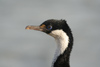 South Georgia Island - Husvik: King Cormorant close up - King Shag - Phalacrocorax atricep - Antarctic region images by C.Breschi