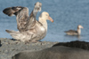 South Georgia Island - Southern Giant Petrel opening wings - Macronectes giganteus - Ptrel gant - Antarctic region images by C.Breschi