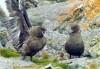 South Orkney islands - Gulls on the rocks - family life (photo by M.Wagner)