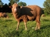 Spain / Espaa - oveja / ovelha /sheep  (photo by Angel Hernandez)