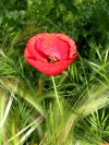 Spain / Espaa - amapola / papoila / poppy - wild flower (photo by Angel Hernandez)