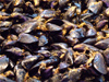 Spain - Valencia - Selling mussels at the Mercado Central - photo by M.Bergsma