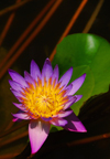 Colombo, Sri Lanka: water lily flower - Nymphaeaceae - pond in the Gardens of the Hilton Hotel - photo by M.Torres