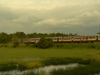 Sri Lanka - Yagoda region - Western Province - A train travelling through the countryside - photo by K.Y.Ganeshapriya