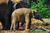 Kegalle, Sabaragamuwa province, Sri Lanka: juvenile elephant leading a herd - Pinnewela Elephant Orphanage - photo by M.Torres