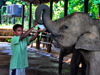 Kegalle, Sabaragamuwa province, Sri Lanka: a mahout hand feeds an elephant - Pinnewela Elephant Orphanage - photo by M.Torres