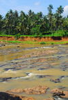 Kegalle, Sabaragamuwa province, Sri Lanka: coconut trees along the river Maha Oya at Rambukkana - photo by M.Torres