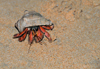 Bentota, Galle District, Southern Province, Sri Lanka: hermit crab on the beach sand - decapod crustacean - fauna - photo by M.Torres