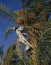 Sudan - Wadi Halfa: collecting dates / colheita de tamaras - photo by G.Frysinger