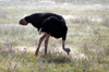 Tanzania - Male Ostrich in Ngorongoro Crater - photo by A.Ferrari