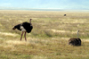 Tanzania - couple of Ostriches in Ngorongoro Crater - photo by A.Ferrari