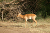 Africa - Tanzania - Male antelope in Lake Manyara National Park - photo by A.Ferrari