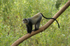 Africa - Tanzania - Blue Monkey or Diademed Monkey, Cercopithecus mitis - in Lake Manyara National Park - photo by A.Ferrari