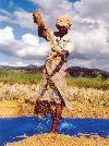 East Timor - Manatuto: rice in the wind - harvest time (photo by M.Sturges)