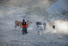 Hasankeyf / Heskif, Batman Province, Southeastern Anatolia, Turkey: woman and cow herd - photo by W.Allgwer