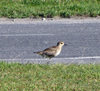 Fongafale island, Funafuti atoll, Tuvalu: bird on the road - Funafuti International Airport - photo by G.Frysinger