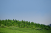 Lugazi, Buikwe District, Uganda: some forest still grows above the limit of the sugar cane plantations - deforestation of Africa for cash crops - photo by M.Torres