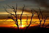 Mesa Verde National Park, Montezuma County, Colorado, USA: sunset seen from Park Point Overlook - dead tree silhouette - photo by A.Ferrari