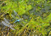 Living Desert State Park, New Mexico, USA: Chihuahuan desert - dragonflies prepare for mating - photo by M.Torres