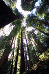 Redwoods (California) Redwood National Park / Redwoods: sequoia redwood trees - Unesco world heritage site - Humboldt County - photo by F.Rigaud