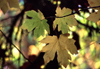 USA - Redwood NP (California): leaves - Humboldt County - photo by F.Rigaud