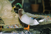 Memphis, Tennessee, USA: Mallard duck in the travertine marble lobby fountain of the Peabody Hotel - Anas platyrhynchos platyrhynchos - the hotel is famous for its duck march - photo by C.Lovell