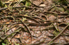 170 Venezuela - Bolivar - Canaima National Park - roots in the jungle, on the way to Salto Angel - photo by A. Ferrari