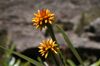 90 Venezuela - Bolivar - Canaima NP - Typical yellow flower of Roraima - photo by A. Ferrari