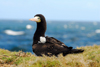 Los Testigos islands, Venezuela: juvenile Brown Booby and the sea - Sula leucogaster - photo by E.Petitalot