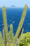 Los Testigos islands, Venezuela: cactus, frigatebird and the Caribbean sea - photo by E.Petitalot