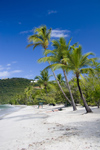 US Virgin Islands - St. Thomas - Magens Bay: beach - white sand and coconut trees (photo by David Smith)